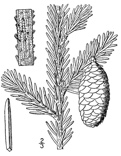drawing of Picea rubens, Red Spruce, He Balsam