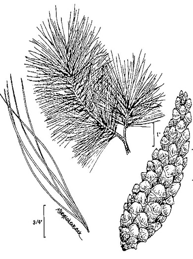 drawing of Pinus strobus, Eastern White Pine