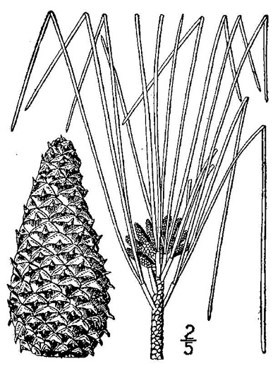 drawing of Pinus taeda, Loblolly Pine, Old Field Pine