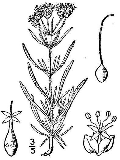 drawing of Plantago indica, Sand Plantain, Leafy-stemmed Plantain, Psyllium, Flaxseed Plantain