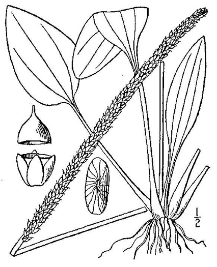 drawing of Plantago major, Common Plantain, White-man's-foot