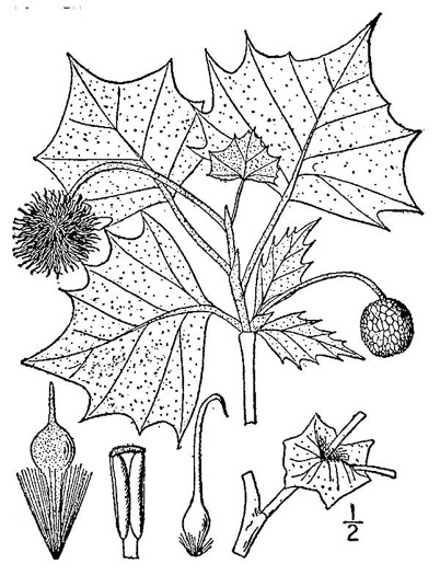 drawing of Platanus occidentalis, American Sycamore, Planetree