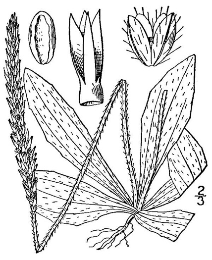 drawing of Plantago virginica, Virginia Plantain, Southern Plantain, Paleseed Plantain, Hoary Plantain