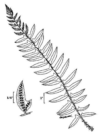 drawing of Polystichum acrostichoides, Christmas Fern