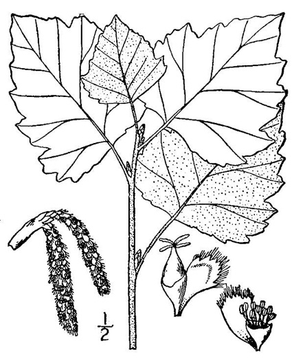 drawing of Populus alba, White Poplar, Silver Poplar