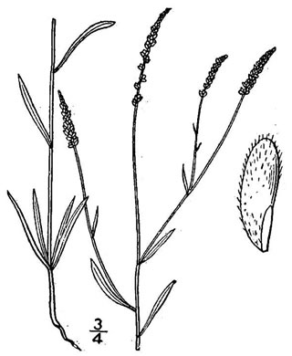 drawing of Polygala ambigua, Alternate Milkwort, Loose Milkwort, Whorled Milkwort