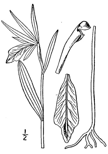 drawing of Cleistesiopsis divaricata, Rosebud Orchid, Large Spreading Pogonia