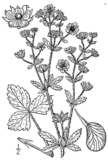 drawing of Potentilla norvegica, Strawberry-weed, Rough Cinquefoil, Norwegian Cinquefoil