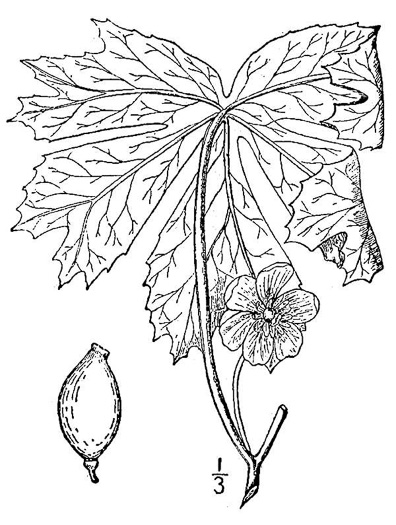 drawing of Podophyllum peltatum, May-apple, American Mandrake