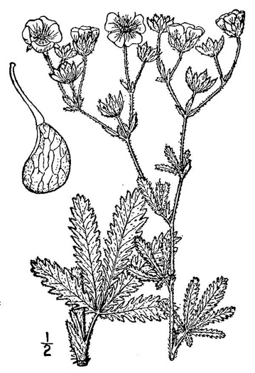 drawing of Potentilla recta, Rough-fruited Cinquefoil, Sulphur Cinquefoil, Sulphur Five-fingers