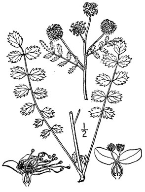 image of Poterium sanguisorba var. polygamum, Salad Burnet, Garden Burnet, Fodder Burnet