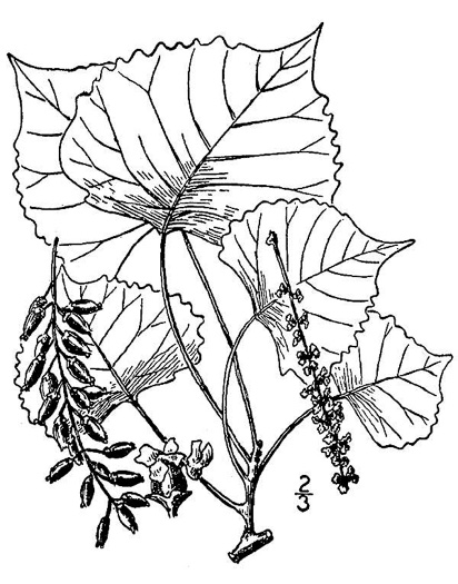 drawing of Populus deltoides ssp. monilifera, Plains Cottonwood, Texas Cottonwood