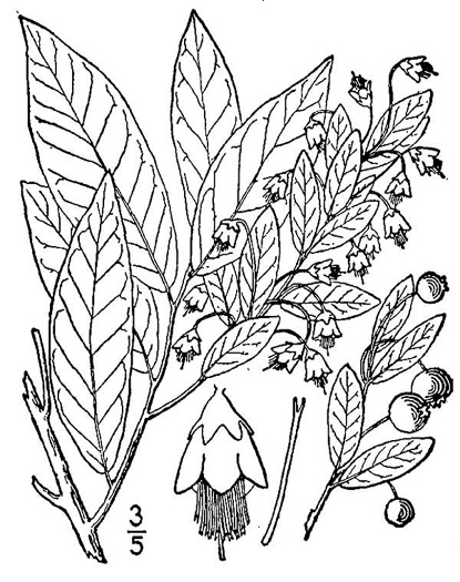 image of Vaccinium stamineum var. stamineum, Common Deerberry