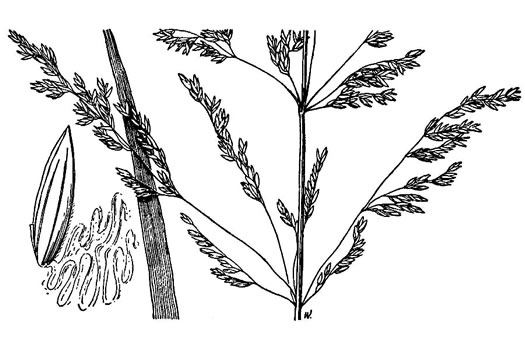 drawing of Poa trivialis ssp. trivialis, Rough Bluegrass