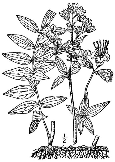 drawing of Polemonium vanbruntiae, Bog Jacob's-ladder
