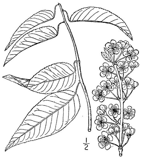 image of Prunus hortulana, Hortulan Plum, Wild-goose Plum