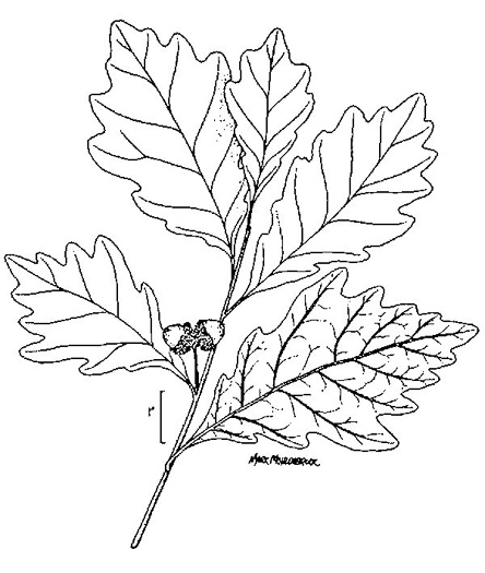 drawing of Quercus bicolor, Swamp White Oak