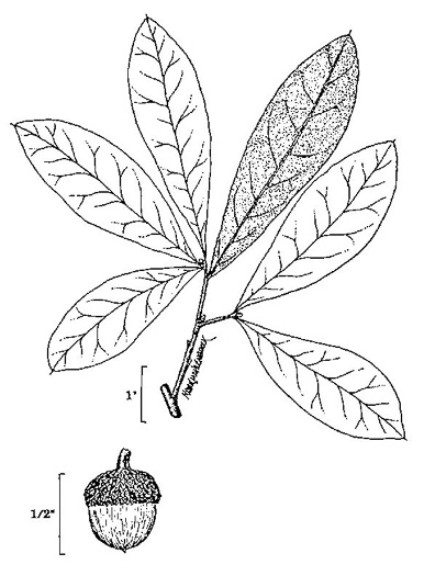 drawing of Quercus imbricaria, Shingle Oak