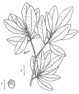 drawing of Quercus laurifolia, Laurel Oak, Swamp Laurel Oak, Diamond Leaf Oak