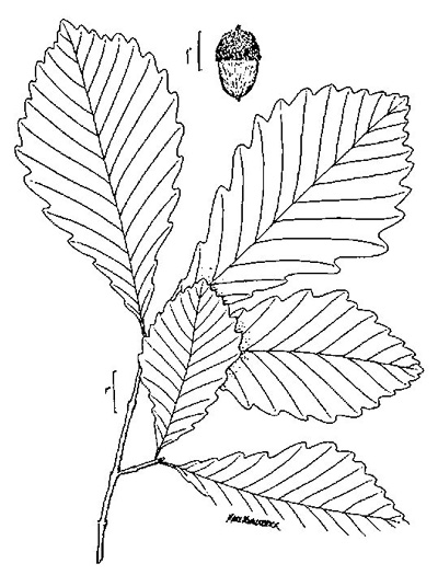 drawing of Quercus michauxii, Swamp Chestnut Oak, Basket Oak