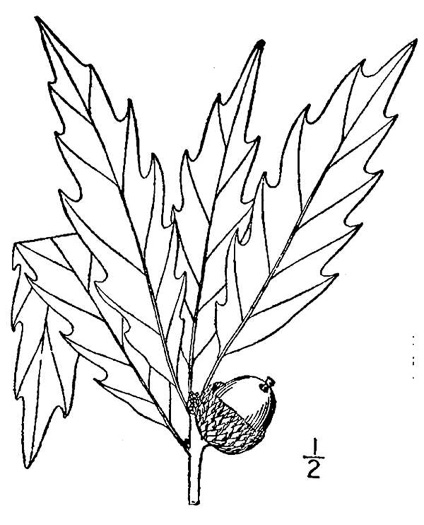 drawing of Quercus muehlenbergii, Chinquapin Oak, Yellow Chestnut Oak, Yellow Oak