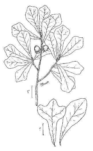 drawing of Quercus nigra, Water Oak