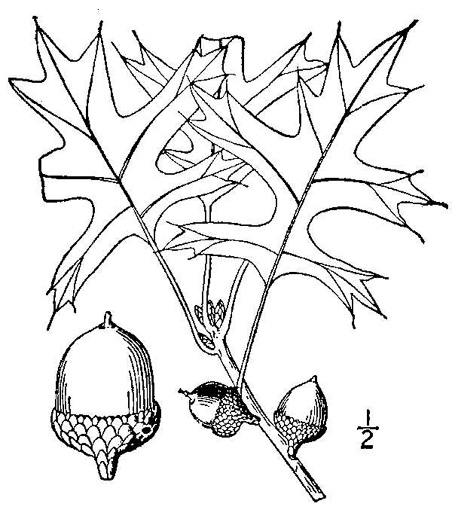 drawing of Quercus palustris, Pin Oak