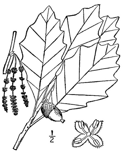 drawing of Quercus prinoides, Dwarf Chinquapin Oak