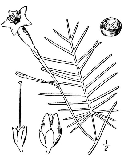 image of Ipomoea quamoclit, Cypress-vine