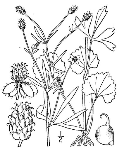 drawing of Ranunculus allegheniensis, Mountain Crowfoot, Allegheny Buttercup