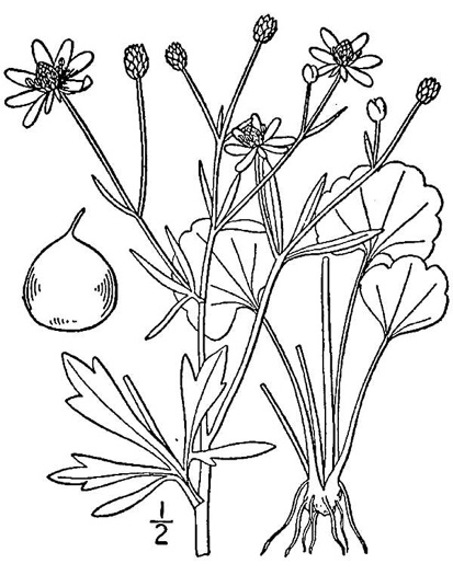 drawing of Ranunculus harveyi, Harvey's Buttercup, Harvey's Crowfoot