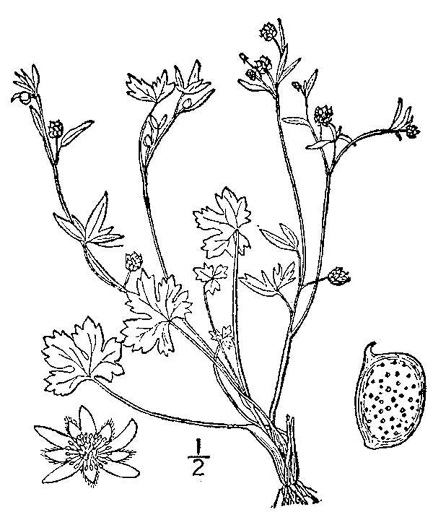 drawing of Ranunculus parviflorus, Small-flowered Buttercup, Stickseed Crowfoot