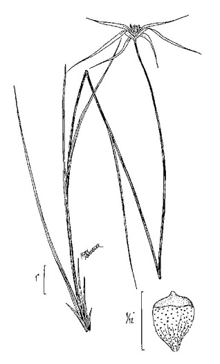 drawing of Rhynchospora colorata, Narrowleaf Whitetop Sedge, White-bracted Sedge, Starrush Whitetop Sedge