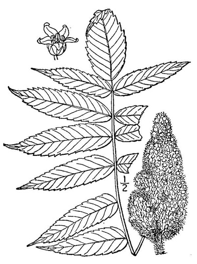 drawing of Rhus typhina, Staghorn Sumac