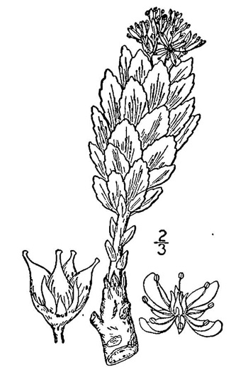 drawing of Rhodiola rosea ssp. roanensis, Roseroot, Goldenroot, King's Crown