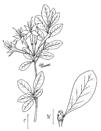 image of Rhododendron viscosum var. viscosum, Swamp Azalea, Clammy Azalea, Swamp Honeysuckle, Catchfly Azalea
