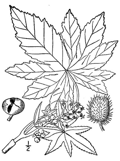 drawing of Ricinus communis, Castor-bean, Castor-oil Plant, Palma Christi