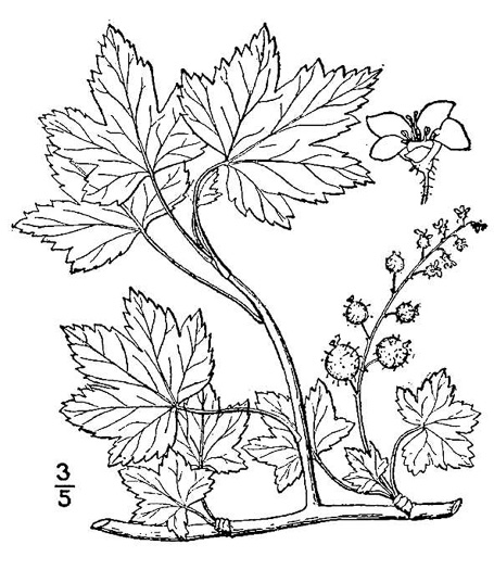 drawing of Ribes glandulosum, Skunk Currant, Mountain Currant