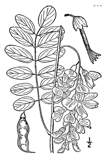 image of Robinia pseudoacacia, Black Locust