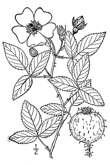 drawing of Rosa setigera, Ozark Rose, Climbing Prairie Rose