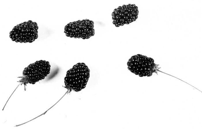 image of Rubus canadensis, Smooth Blackberry, Thornless Blackberry