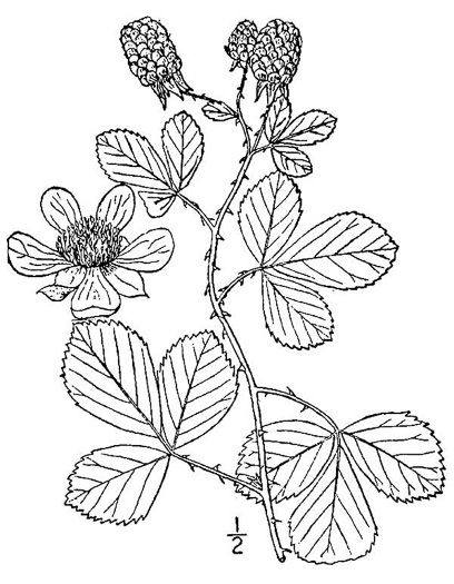 image of Rubus cuneifolius, Sand Blackberry