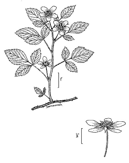 drawing of Rubus flagellaris, Common Dewberry, Northern Dewberry