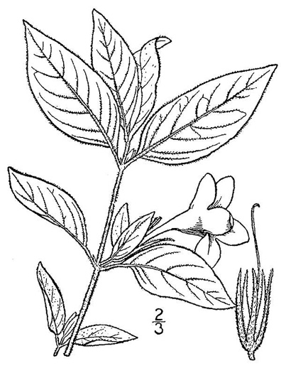 drawing of Ruellia caroliniensis, Carolina Wild-petunia, Common Wild-petunia, Hairy Ruellia
