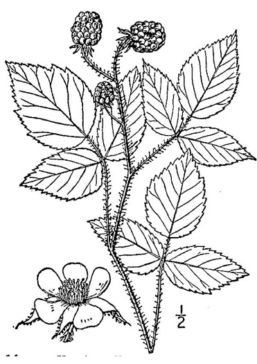 drawing of Rubus idaeus var. strigosus, Red Raspberry, American Red Raspberry