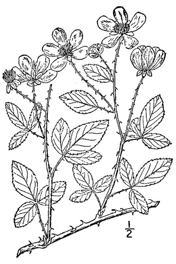 drawing of Rubus trivialis, Southern Dewberry, Coastal Plain Dewberry