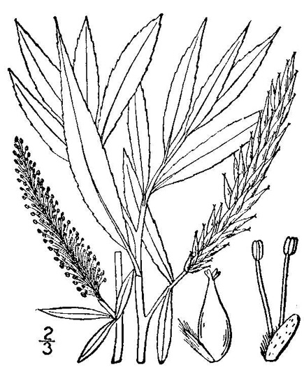 drawing of Salix alba, European White Willow
