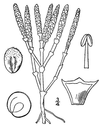 drawing of Salicornia bigelovii, Dwarf Glasswort, Dwarf Saltwort