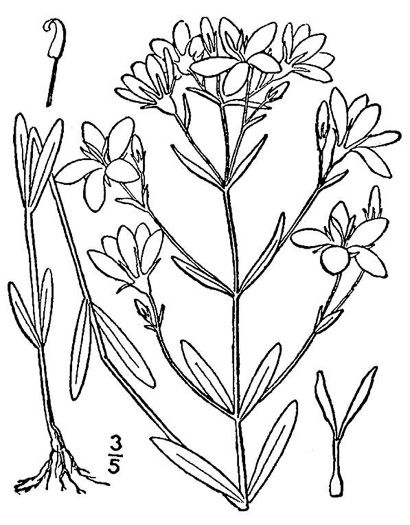 drawing of Sabatia brachiata, Narrowleaf Rose-pink, Narrowleaf Rose-gentian, Narrowleaf Sabatia