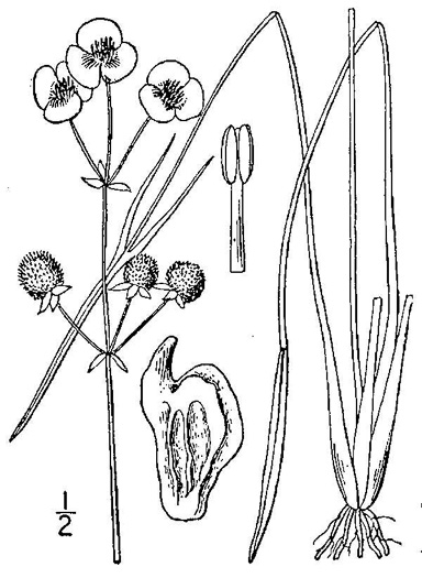 image of Sagittaria engelmanniana, Engelmann's Arrowhead, Blackwater Arrowhead